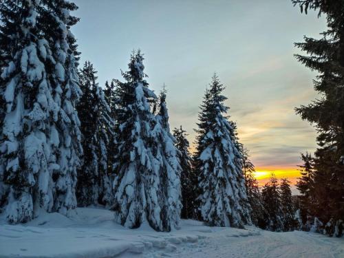 a group of snow covered trees with the sunset in the background at Stara Plebania in Ponice