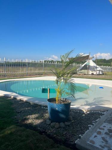 a plant in a blue pot next to a swimming pool at Dharma Glamping in Tapachula