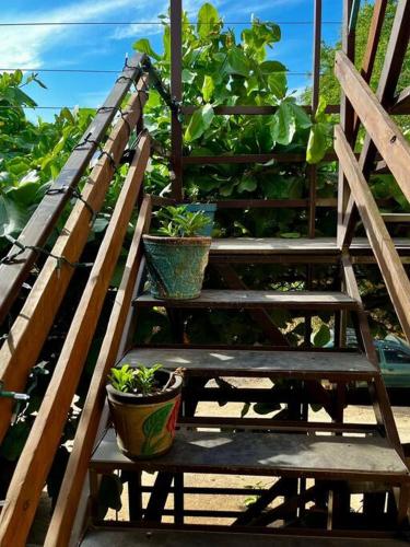 a wooden staircase with potted plants on it at Casa Guiba 3 Puerto Escondido in Puerto Escondido