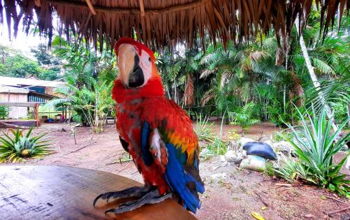 einem bunten Papagei, der auf einem Tisch sitzt in der Unterkunft ARAPARI AMAZON LODGE in Mazán