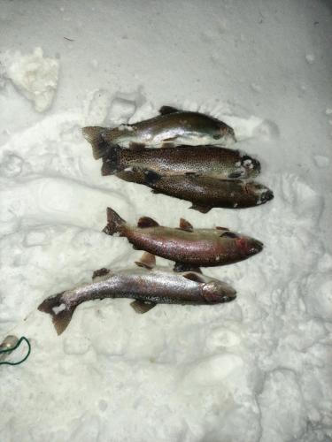 three fish are sitting on the snow at Pokoje u Juroszka in Istebna