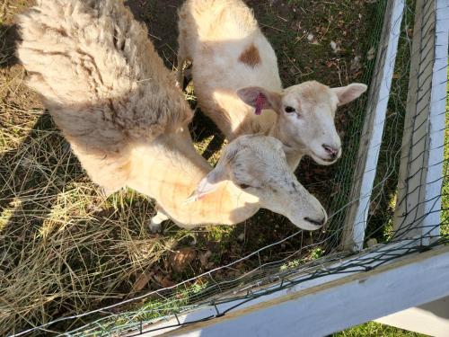 two baby lambs are standing next to a fence at White Mountains Getaway with amazing views! in Bartlett