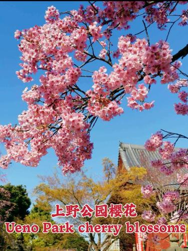 Ueno K