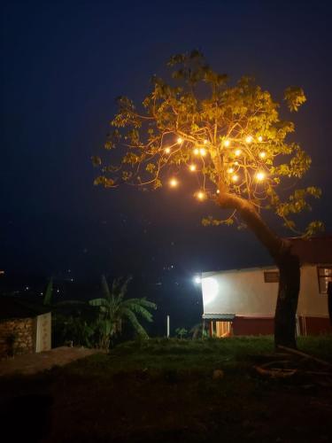 a tree with lights on it at night at Panchas Retreat Homestay in Kāskī