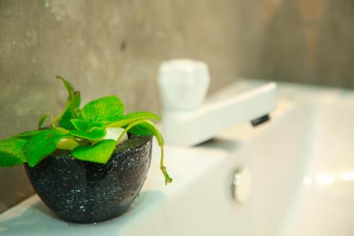 une plante assise au-dessus d'un lavabo dans la salle de bains dans l'établissement Samee Dream Guest, à Midigama-Est