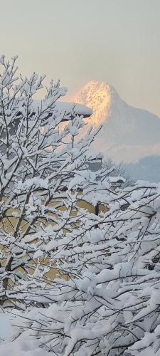 a snow covered tree with a mountain in the background at Koasablick in Ebbs