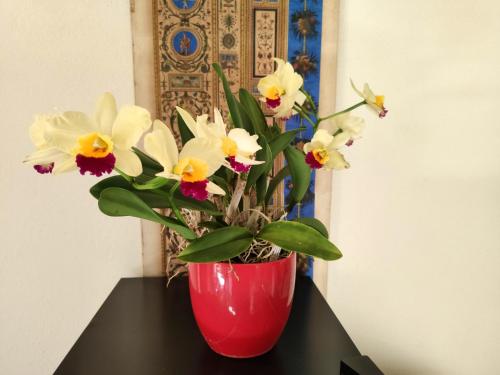 a red vase with white flowers on a table at La Casa nel Borgo in Piadena