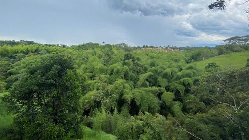 una vista aérea de un bosque de árboles en Biohotel serenity spa, en Quimbaya