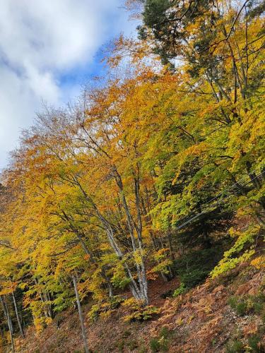 a group of trees with autumn leaves on a hill at Ecouter le silence à LALOUVESC in Lalouvesc