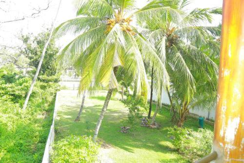 a view of a palm tree from a window at Amelia 31 in Tangalle