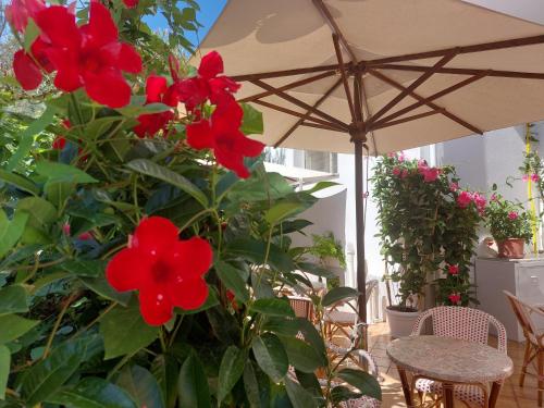 Zahrada ubytování Hotel Driade sul mare