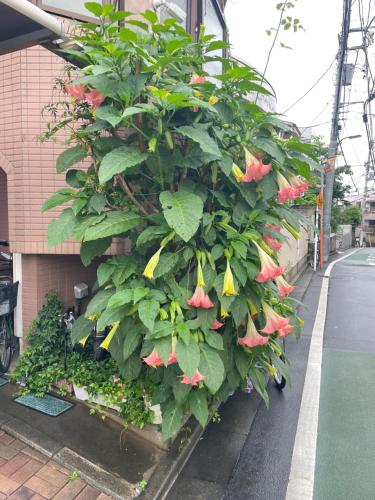 a large plant with red flowers on the side of a building at 都心の家30 square meter king size bed, step meter, 3-person room201 in Tokyo