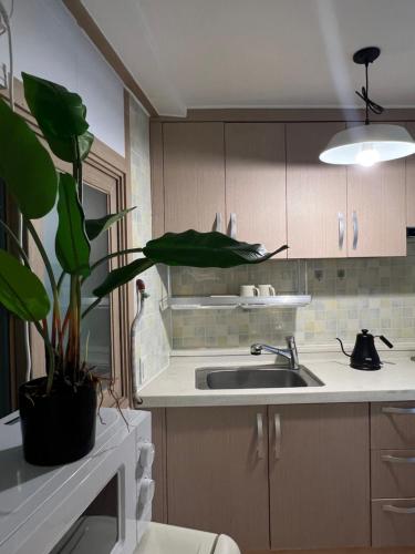 a kitchen with a sink and a potted plant at Jnineguesthouse in Seoul