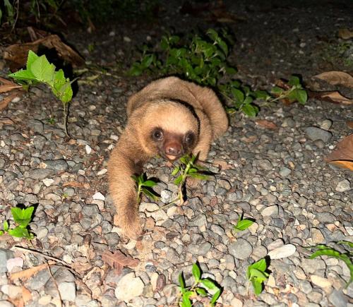 Ein Babytier steht auf einem felsigen Boden in der Unterkunft La Palapa Hut Nature Hostel in Puerto Jiménez