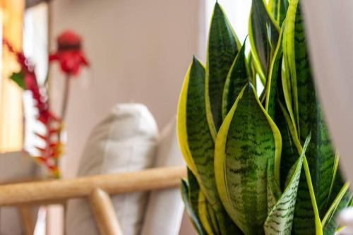 a green plant sitting on top of a wooden shelf at Casa Roble Fortuna in Fortuna