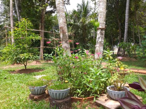 grupa roślin w doniczkach w ogrodzie w obiekcie Bel vedere w mieście Minuwangoda