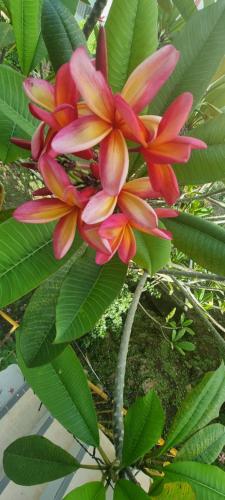 a bunch of pink and orange flowers on a tree at Home Away Comfort stay in Suva