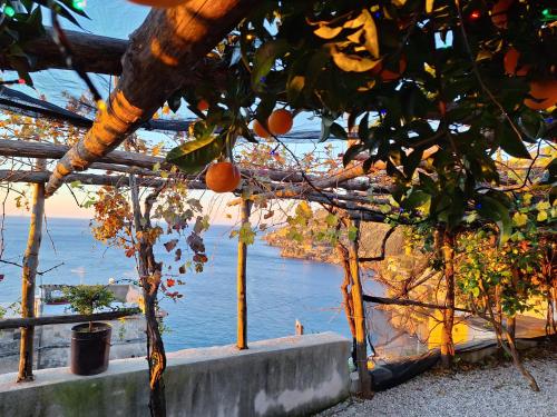 an orange tree with a view of the water at TakeAmalfiCoast Patchwork Rural House in Minori