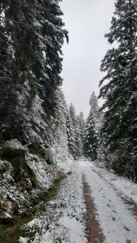 une route enneigée dans une forêt arborée dans l'établissement appartement proche gerardmer, à Granges-sur-Vologne