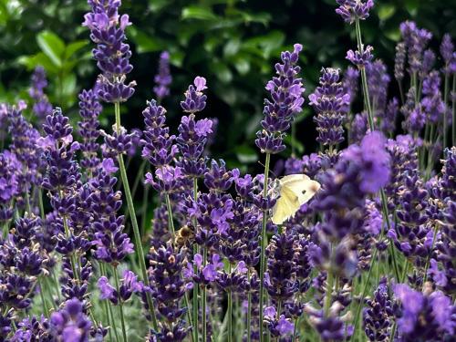 a butterfly in a field of purple flowers at SG Apartmán se soukromým wellness in Nová Paka