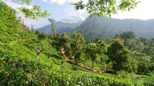a hillside with trees and mountains in the background at Rose Villa Ella in Ella