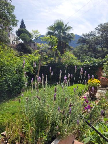 un jardín con flores púrpuras en un patio en Trocito de Paraíso en la Sierra Espadán en Eslida