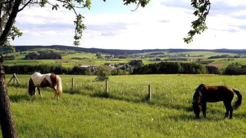 Animales en la casa o chalet o alrededores