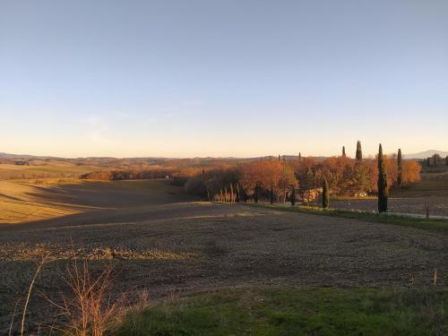 un grande campo alberato in lontananza di Azienda Agricola Baldini Ferdinando a Montaperti