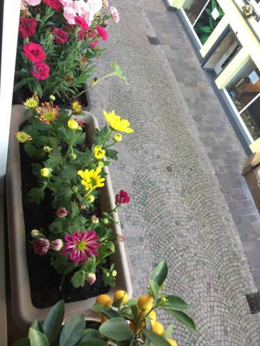 a bunch of flowers in a flower garden at Homestay in Waldshut-Tiengen