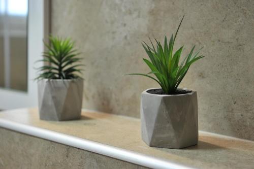 two potted plants are sitting on a shelf at Ramondia, Kopaonik in Kopaonik