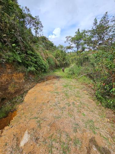 a dirt road in the middle of a field at HOSTERÍA BRISAS DEL RÍO in Marinilla