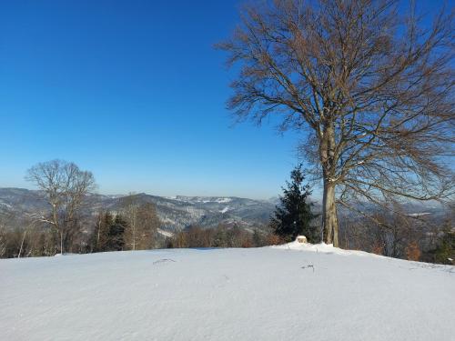 a tree sitting on top of a snow covered hill at Penzion U Bečvy in Karolinka