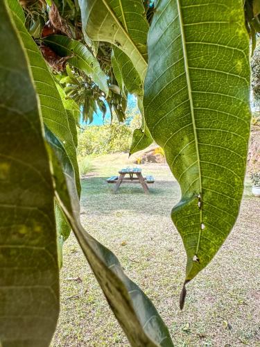einem großen grünen Blatt mit einem Picknicktisch im Hintergrund in der Unterkunft La villa detente - Une experience authentique in Rodrigues Island