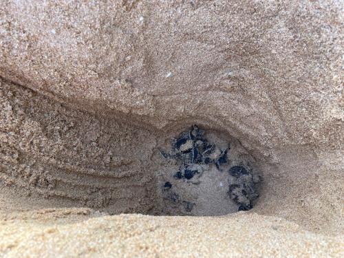 a rock formation in the sand on a beach at Green turtle in Tangalle