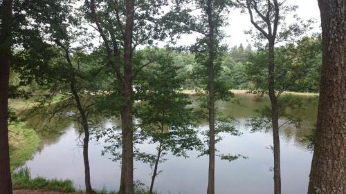 a view of a river through a group of trees at Lesní Hotel Peršlák in Nová Bystřice