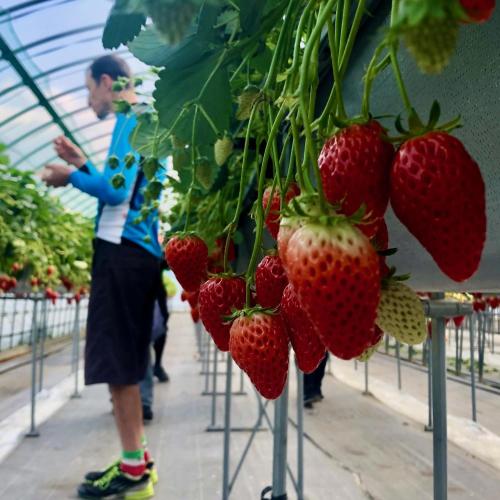 a man is standing next to a bunch of strawberries at Kona Stay Bicycle Resort in Izunokuni