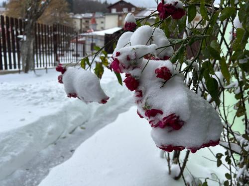 a row of flowers covered in snow at La Casa Verde in Buşteni