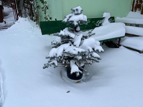 a snow covered tree in a yard with a bench at La Casa Verde in Buşteni