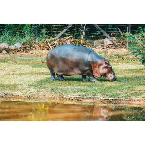 a hippopotamus standing on the grass near the water at Posada Campestre en Doradal in Puerto Triunfo