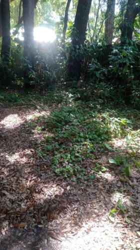 a pile of leaves on the ground in a forest at Lenny's Cooperative Hostel in Clearwater
