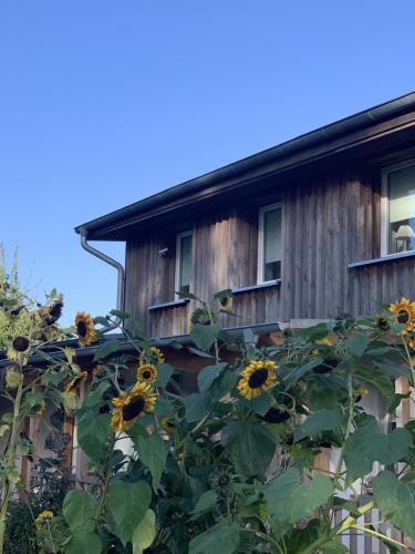 a bunch of sunflowers in front of a building at NEU! Ferienwohnung Ostseebeere in Groß Zastrow