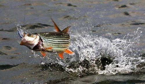 a fish is jumping out of the water at Shayamoya Tiger Fishing and Game Lodge in Pongola Game Reserve