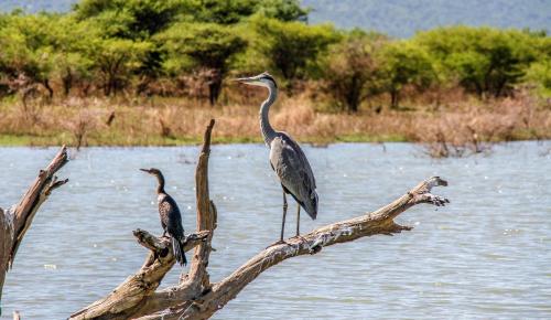 two birds standing on a tree branch in the water at Shayamoya Tiger Fishing and Game Lodge in Pongola Game Reserve