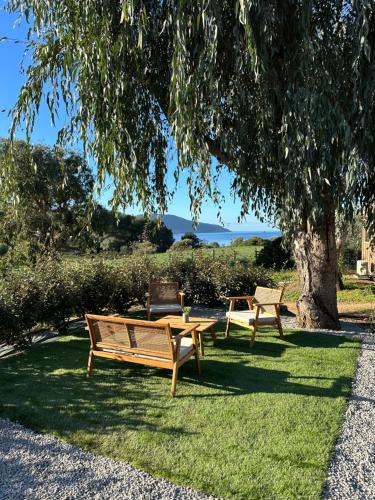 two benches sitting in the grass under a tree at Les collines de lava in Appietto