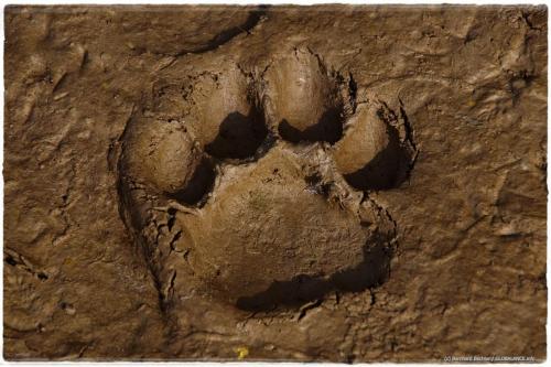 a face imprinted in the dirt on a rock at Jungle Base Camp in Bardia