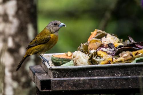 a bird sitting on a bird feeder with a plate of food at Lucky Bug Bed And Breakfast in Nuevo Arenal