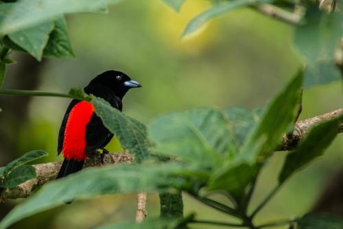 a black and red bird sitting on a tree branch at Lucky Bug Bed And Breakfast in Nuevo Arenal