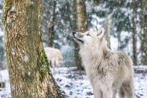 ホテルの敷地内または近くにいる動物