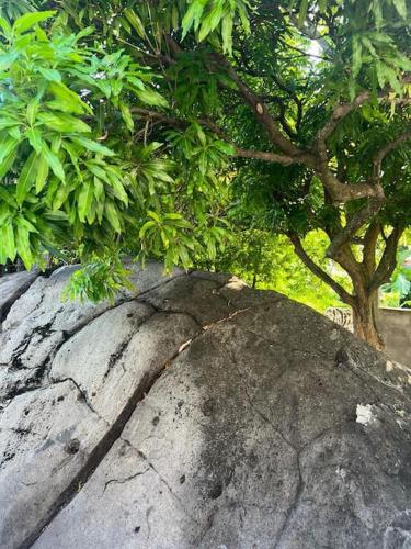 a rock with a tree on top of it at Terrasse des Manguiers : logement indépendant in Pointe-Noire