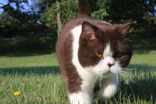 a brown and white cat walking in the grass at Agriturismo Valdifiori in Sassoferrato